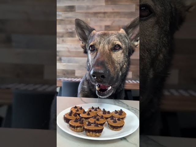 Peanut Butter Oat Cups For Dogs Recipe