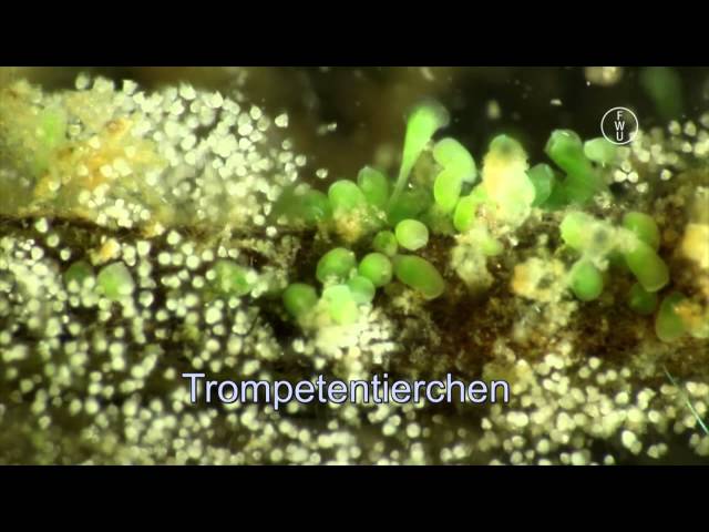 FWU - Mikroorganismen: Einzeller - Trailer