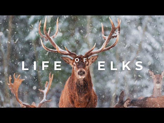 Unveiling the Majesty of Elk: Nature's Noble Giants