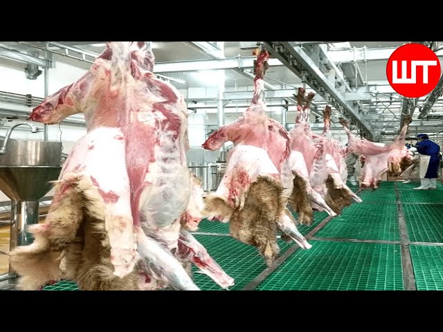 How Sheep Meat is Processed | Modern Sheep Farming Technology | Food Factory
