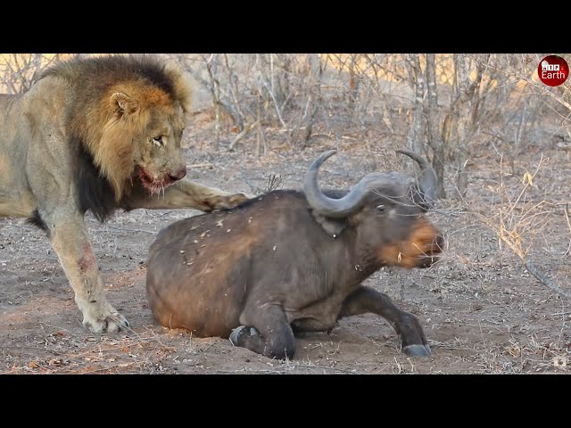 Injured Buffalo Helplessly Waiting for The judgment of Lion king