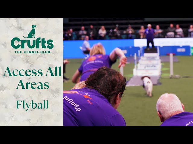 Access All Areas: Flyball 🥎 | Crufts 2024