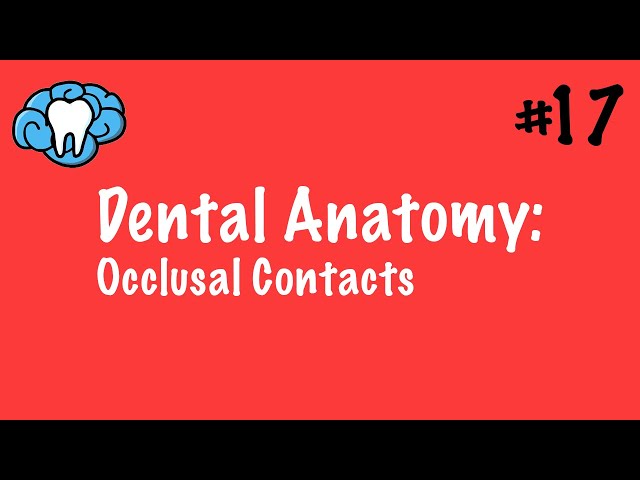 Dental Anatomy | Occlusal Contacts | INBDE