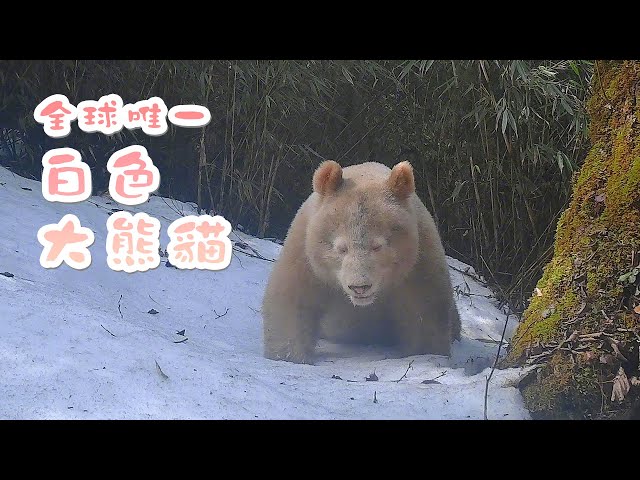 《熊貓播報》白色野生大熊猫完整影像首度公开 | iPanda熊貓頻道