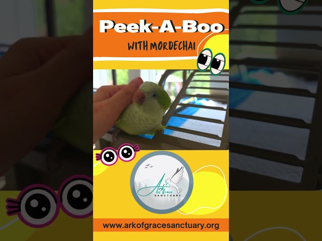 Peek-A-Boo with Mordecai
