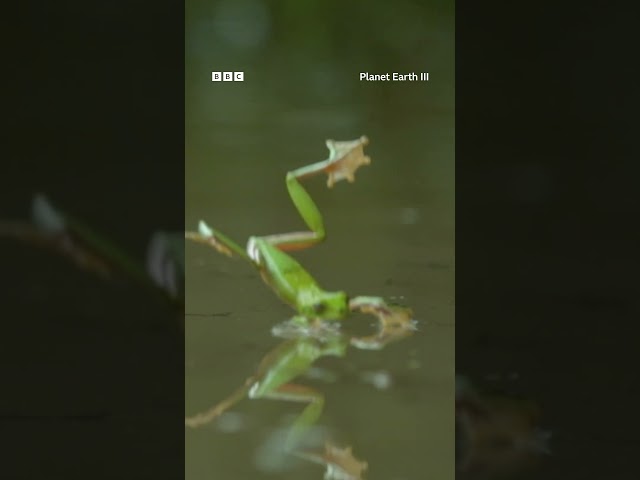 Free-falling frogs 🐸 #PlanetEarth3