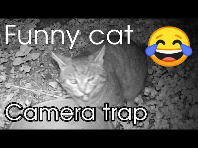 Hilarious Moment of Cat Caught on Camera Trap 😂 You Won't Believe