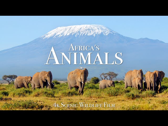 Africa's Animals 4K - Scenic Wildlife Film With Inspiring Music