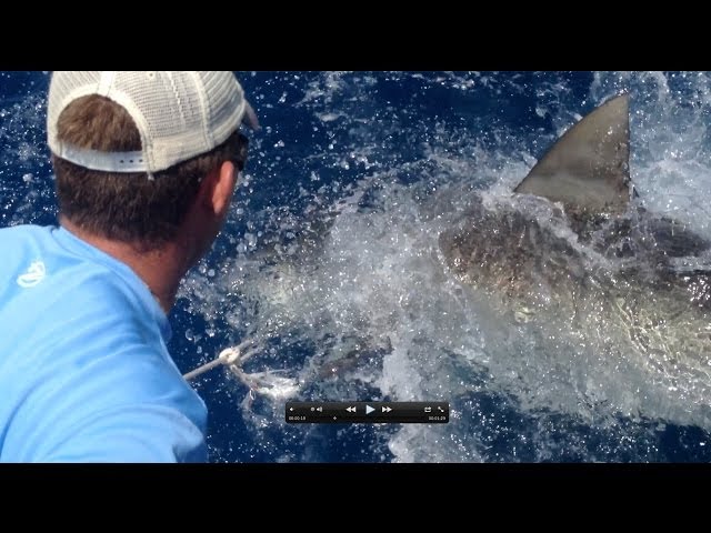 Giant Bull Sharks and Cobia! Totally Nuts!!! Jupiter, Fl
