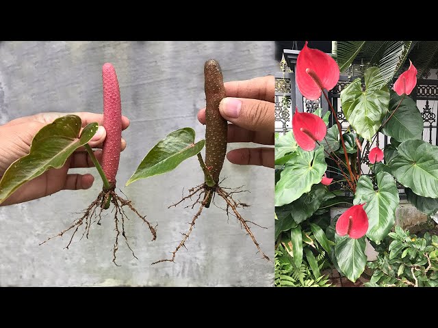 How to propagate Anthurium scherzerianum from stamens