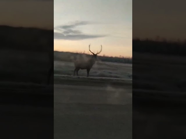 Ничего необычного, просто олень стоит вдоль дороги. Северный Казахстан.