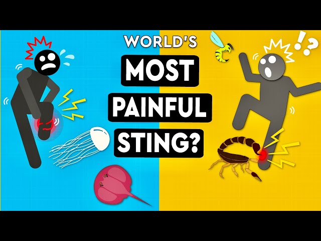 What Is The Most Painful Sting You Can Survive? DEBUNKED