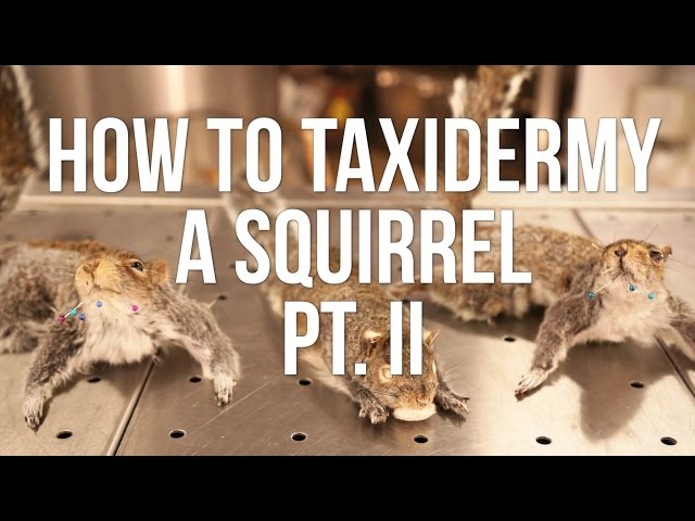 How To Taxidermy A Squirrel: Part II