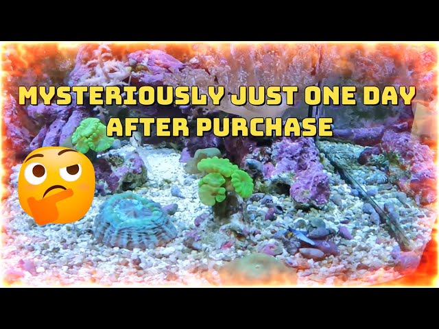 Urgent: Shocking Loss! Purple Tang Dies Mysteriously Just One Day After Purchase