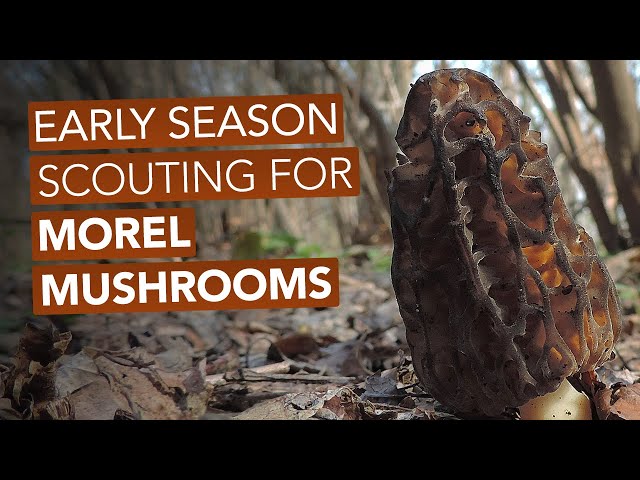 Early Season Scouting For Morel Mushrooms