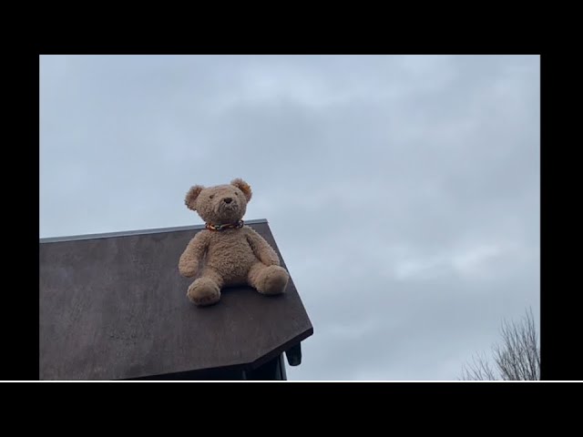teddy bear falls over