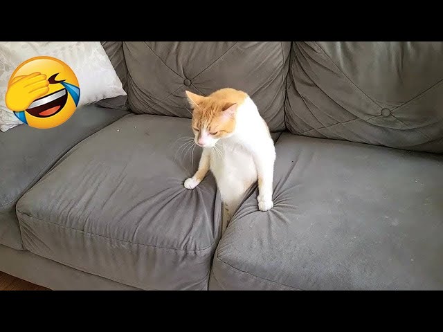 New Funny Animals 2023 🤩 Funniest Dogs and Cats 😻🐶 Part 26