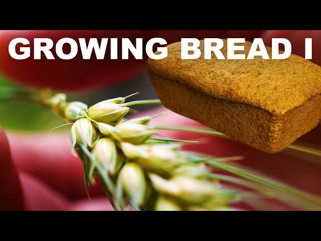 Growing Bread I: Planting to harvest