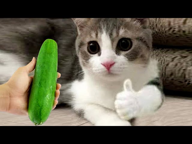 Try Not To Laugh 😄 Funniest Cats and Dogs 2023 😹🐶 Part 7