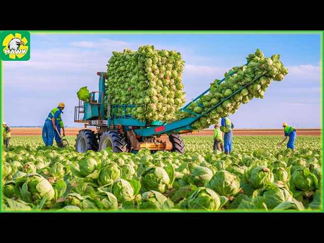 Farming Documentary 🥦 Harvesting Brussels Sprouts - Modern Agricultural Machinery on Another Level