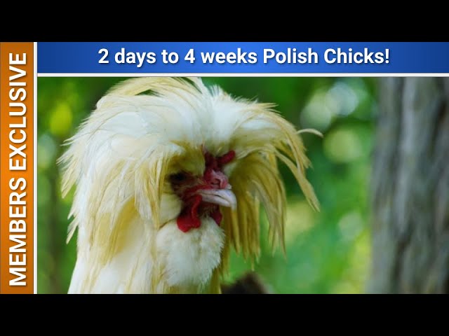 MEMBERS ONLY: 2 days old to 4 week old Chicks
