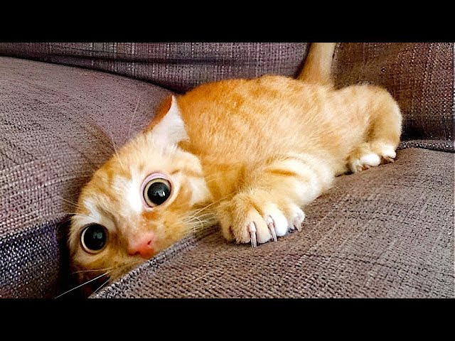 Funny Animal Videos 2023 😂 Funny Cat Videos 😹 Funny Animals #4