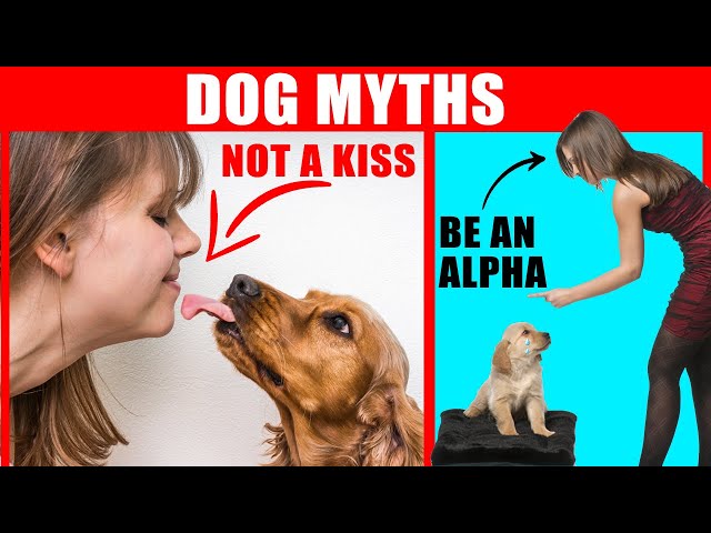 18 Myths About Dogs Debunked (#1 Might Surprise You)