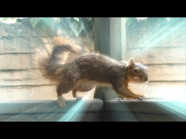 Porch Critter Karaoke 7 Featuring Spencer the Squirrel - Devil's Haircut