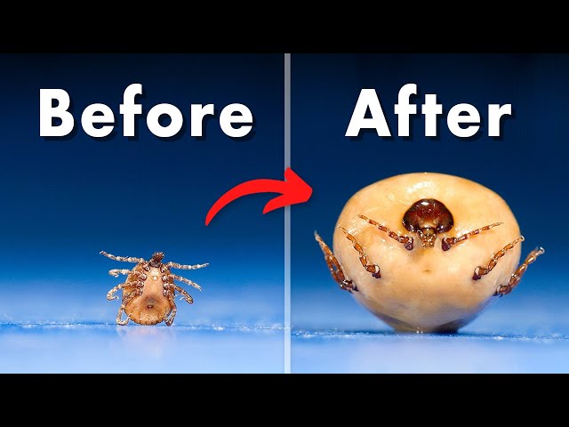 Ticks Become 100x Their Original Size