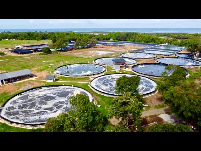 The First, the Biggest, Super Intensive Shrimp Farm: 320 Million Kita per Year!