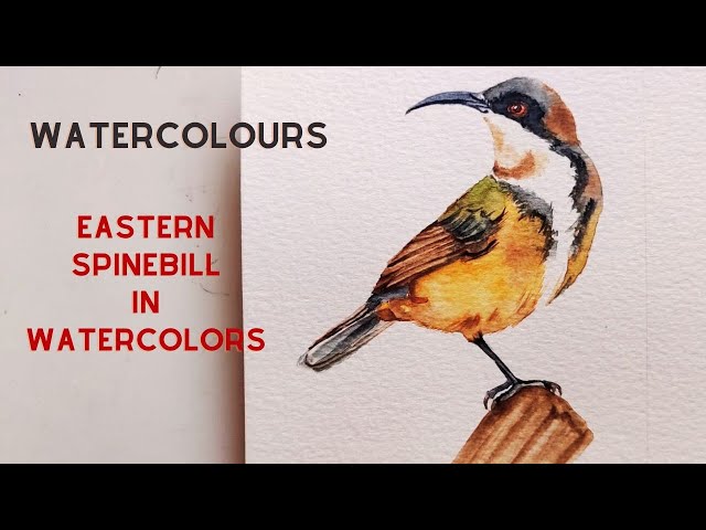 Paint an Eastern Spinebill with me in watercolors | Watercolor bird tutorial | Australian bird