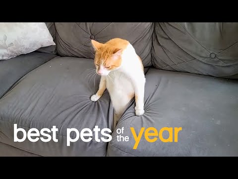 Best Pets of the Year