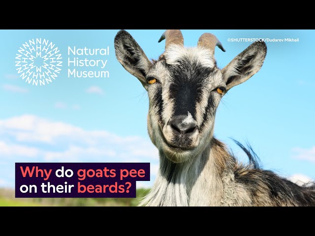 Why do goats pee on their beards? | Surprising Science