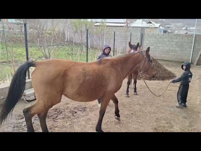 Nuevo vídeo sobre la vida de los caballos \ Жеребець на Паровку🔥💪