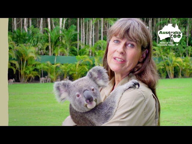 Terri Irwin introduces us to a very cute koala | Irwin Family Adventures
