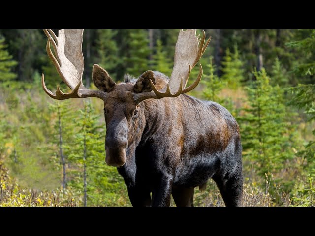 Moose Bulls, Cows and Calves Become Social as they Enter their Rutting Season