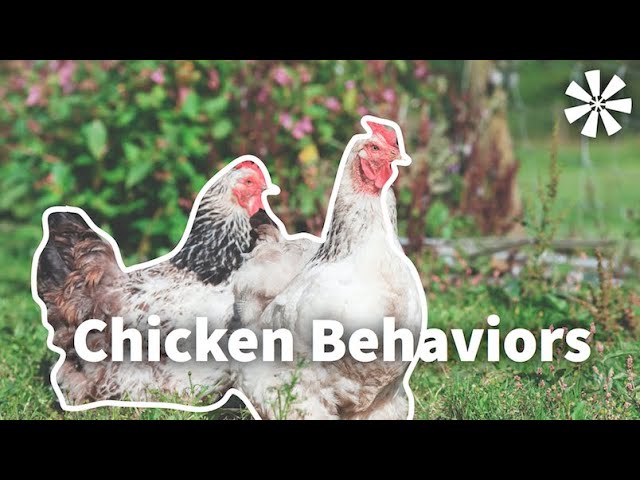Chicken Behavior: What to Expect 🐓