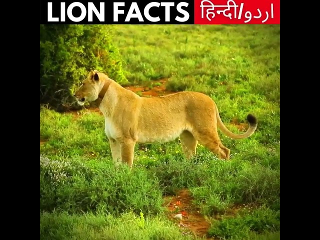 Top 5 Amazing LION Facts 🦁😨 - Animal Facts, Interesting Facts, Random Facts - #shorts #facts