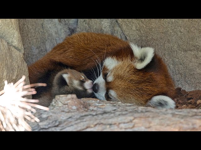 Live Red Panda Cam - San Diego Zoo