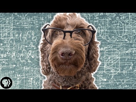 Dog Psychology