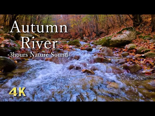 【4K】Calming Stream Sounds in Autumn Forest | Relaxing Nature Sounds, White Noise for Sleeping, Study