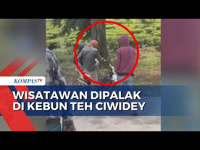 Viral! Wisatawan Dipalak di Kebun Teh Ciwidey Bandung