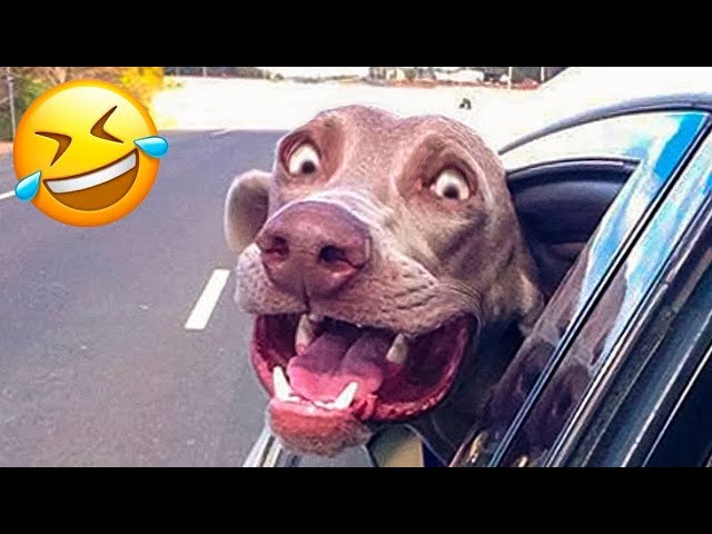 Funniest Dogs And Cats Moments 😂 Funny Aimal Videos 302