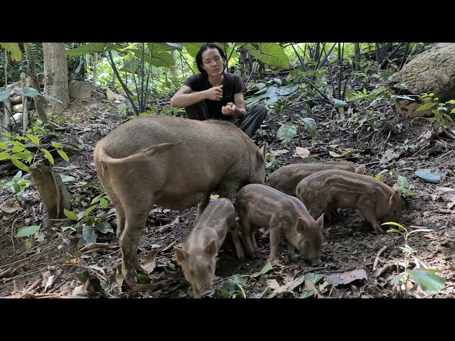 Full Video Of 04 Years Of Challenge To Live With Wild Boars, Survival Instinct, Wilderness Alone