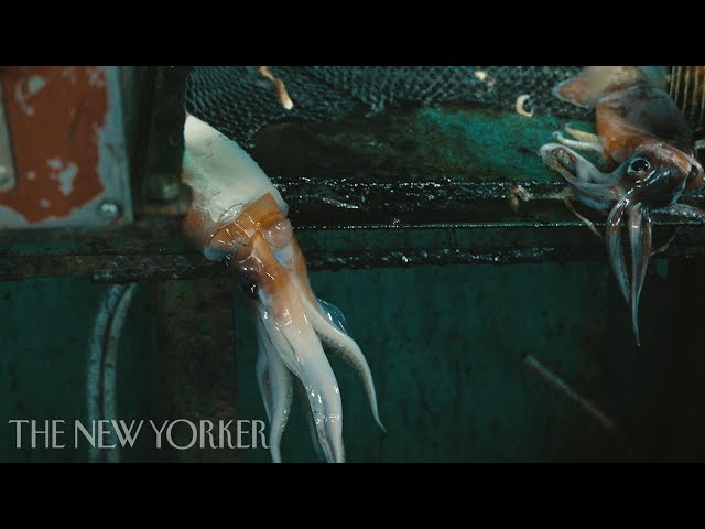 The Brutal Reality of China’s Fishermen | Squid Fleet | The New Yorker Documentary