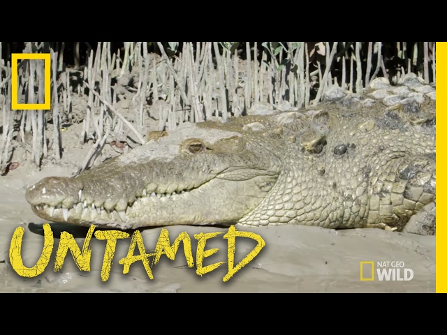 Crocs vs. Gators: Who is King? - Ep. 6 | Untamed with Filipe DeAndrade