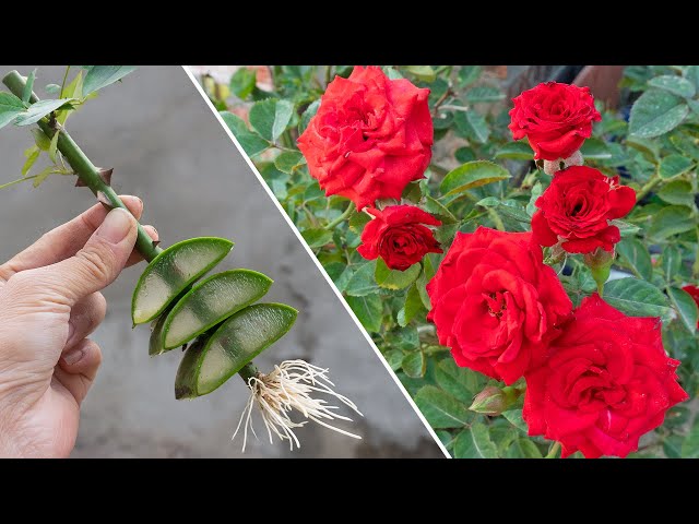 The best way to grow roses not everyone knows - Growing roses from cuttings