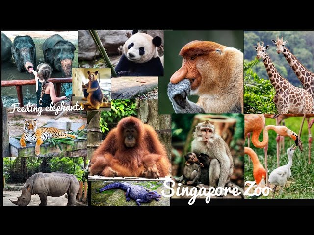 Singapore Zoo Guide|| World's best Rainforest Zoo ! 4K Tour || Best Zoo in Asia
