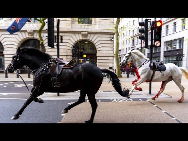 Runaway Army Horses Tear Through London
