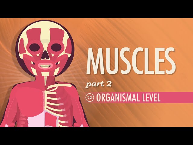 Muscles, Part 2 - Organismal Level: Crash Course Anatomy & Physiology #22